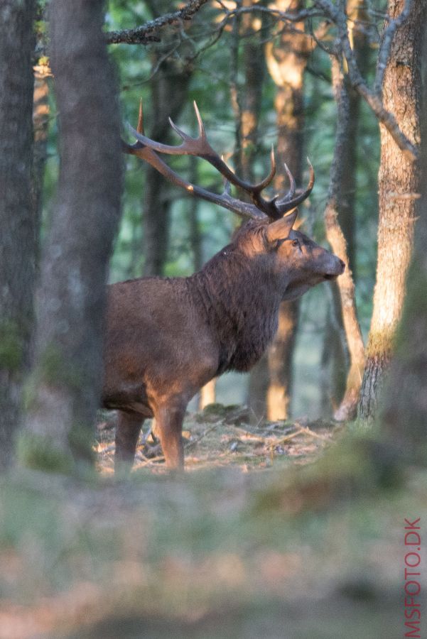 Klik for fuld størrelse